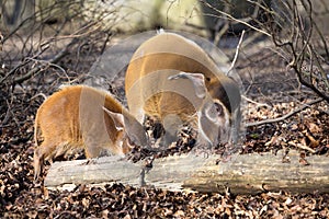 Red river hog, Potamochoerus porcus pictus, is the best representative of pigs