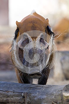 Red river hog, Potamochoerus porcus pictus, is the best representative of pigs