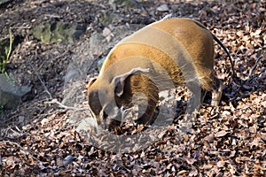 Red river hog, Potamochoerus porcus pictus, is the best representative of pigs