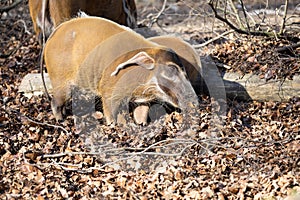 Red river hog, Potamochoerus porcus pictus, is the best representative of pigs