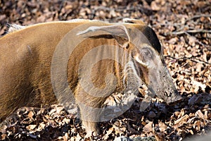 Red river hog, Potamochoerus porcus pictus, is the best representative of pigs