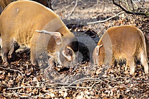 Red river hog, Potamochoerus porcus pictus, is the best representative of pigs