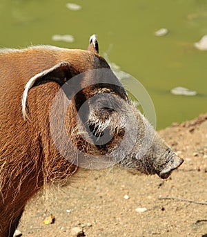 Red river hog or potamochoerus portrait