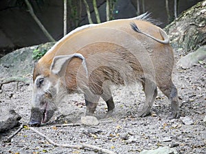 Red river hog : The red river hog or bush pig