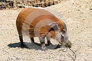 Red river hog standing