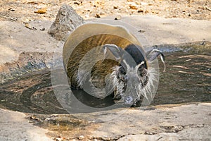 Red river hogs are omnivores and in the wild