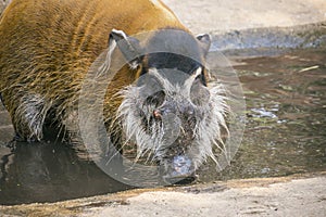 Red river hogs are omnivores and in the wild