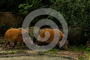 Red river hogs are omnivores and in the wild, eat a variety of foods including grass, berries, insects and carrion.