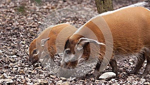 Red river hogs photo