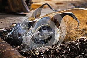 Red River Hogs Resting on Ground