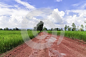 The red road, through the middle of the rice fields.