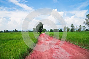 The red road, through the middle of the rice fields.