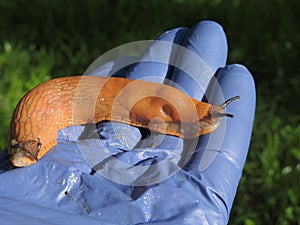 Red roadside slug in the palm of a farmer (Arion rufus Arion lusitanicus)