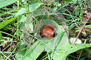 A red roadside slug sits on a fallen leaf in the forest. Another name is Spanish snail. Insects in nature.