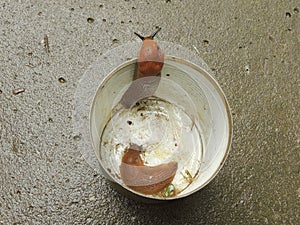 Red roadside slugs in a metal tin can. (Arion rufus Arion lusitanicus)