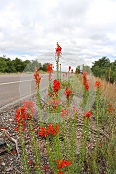 Red Roadway Wildflowers