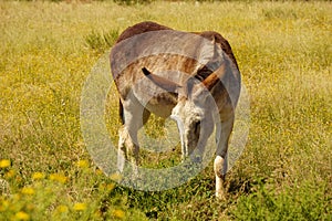 Red roan burro