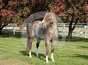 red roan horse photo
