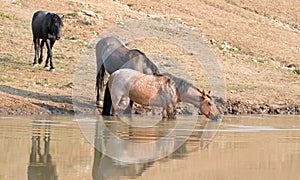 Red Roan mare reflecting in the water while drinking in the Pryor Mountains Wild Horse Range in Montana USA