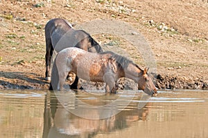 Red Roan mare reflecting in the water while drinking in the Pryor Mountains Wild Horse Range in Montana USA