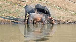 Red Roan mare reflecting in the water while drinking in the Pryor Mountains Wild Horse Range in Montana USA