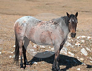 Red Roan mare wild horse in the Pryor Mountain Wild Horse Range in Montana