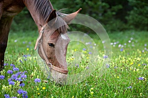 Red roan mule grazing in a wildflower and grass mountain meadow with evergreen trees in background