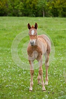 Red roan quarter horse foal