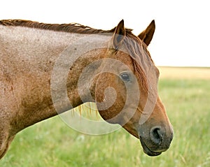 Red Roan Stallion photo