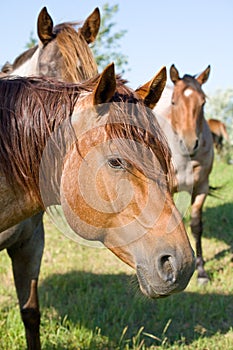 Red roan stallion photo