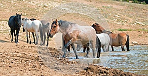 Red Roan stallion in the waterhole with herd of wild horses in the Pryor Mountains Wild Horse Range in Montana USA