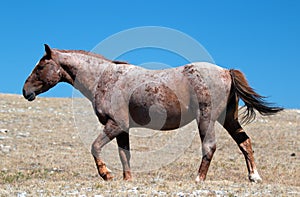 Red Roan Wild Stallion mustrang in the Pryor Mountain Wild Horse Range in Montana