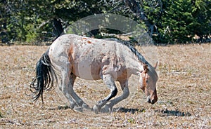 Red Roan Wild Stallion about to roll in the dirt in the Pryor Mountain Wild Horse Range in Montana