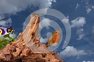 Red robin against blue sky