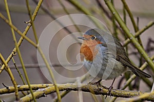 Red robin bird on a branch