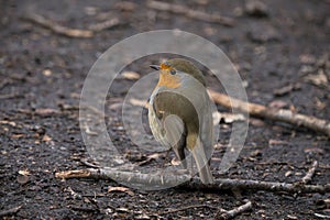 Red robin bird on the ground