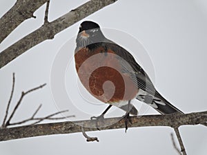 Red Robin Bird standing on a Winters Branch Looking Off!