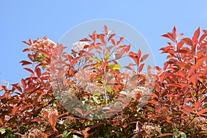 Red robin blossoms