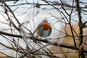 Red Robin on a branch