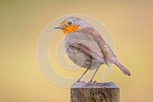 Red Robin with bright background