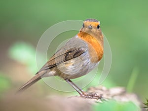 Red robin in bright garden