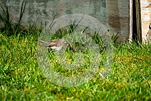 Red Robin catching leather jacket grub in a garden in Ireland