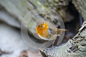 Red Robin Erithacus rubecula bird