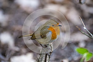 Red Robin Erithacus rubecula bird