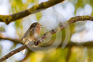 A red robin or Erithacus rubecula. This bird is a regular companion during gardening pursuits