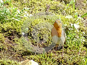 Red Robin Erithacus rubecula, small posing bird.