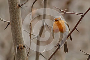 Red Robin Erithacus rubecula, small posing bird.