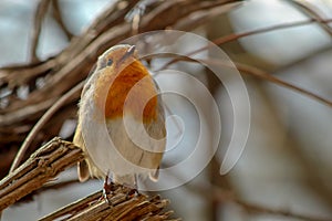 Red Robin Erithacus rubecula, small posing bird.