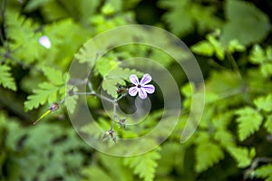 A red robin flower geranium robertianum