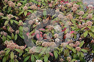 Red robin flowers